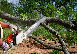 How Our Tree Care Process Works  in  Sidney, NE